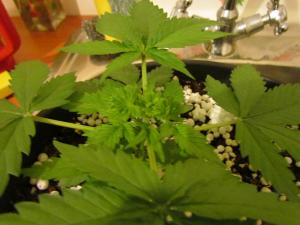 post-16202-0-43368400-1411061395_thumb.j