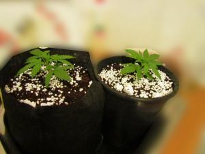 post-16202-0-94372100-1410819043_thumb.j