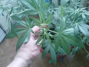 post-16703-0-35886900-1411576833_thumb.j