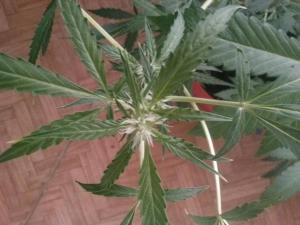 post-16703-0-67985100-1411576825_thumb.j