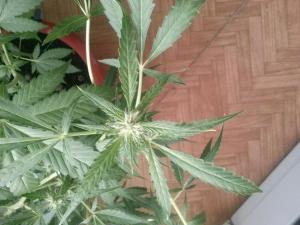 post-16703-0-79020500-1411576855_thumb.j