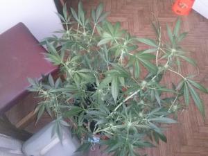 post-16703-0-88814700-1411576822_thumb.j