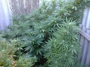 post-18512-0-11147600-1410887891_thumb.j