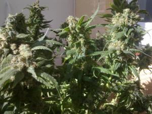 post-22225-0-01931200-1410795259_thumb.j