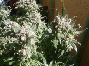 post-22225-0-07492400-1410794801_thumb.j