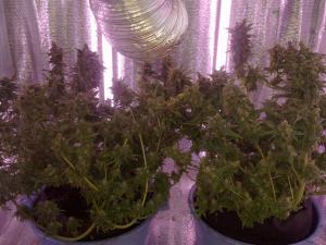 post-22225-0-10049500-1410794332_thumb.j