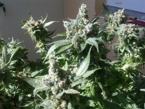 post-22225-0-55415700-1410794924_thumb.j