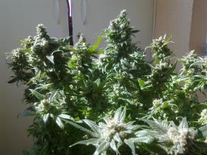 post-22225-0-56859200-1410794967_thumb.j