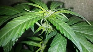 post-24324-0-04036400-1410365225_thumb.j