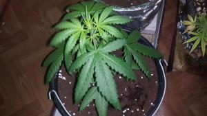 post-24324-0-66493100-1410365205_thumb.j