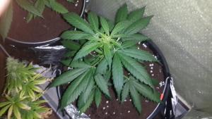 post-24324-0-93627900-1410365213_thumb.j