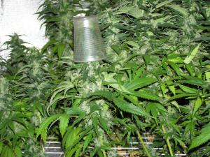 post-25110-0-83795700-1410290406_thumb.j