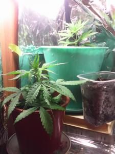 post-32153-0-67628200-1409751790_thumb.j