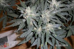 post-33088-0-30977400-1411067091_thumb.j