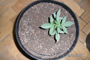 post-33088-0-41485700-1410546162_thumb.j