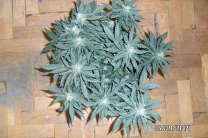 post-33088-0-66295100-1410463268_thumb.j