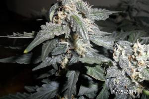 post-33088-0-96210900-1411066885_thumb.j