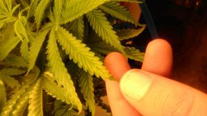 post-4644-0-45662000-1411660080_thumb.jp