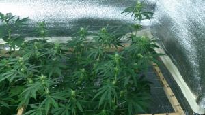 post-5118-0-62325500-1410071062_thumb.jp