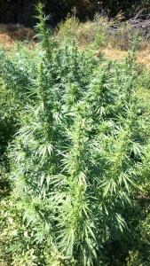 post-7392-0-38356700-1409657425_thumb.jp