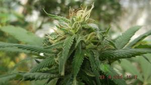 post-7615-0-92234900-1411759217_thumb.jp