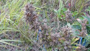 post-8470-0-12293100-1409678265_thumb.jp