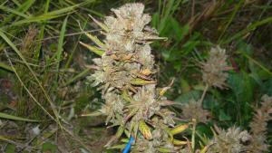 post-8470-0-13681700-1409943543_thumb.jp