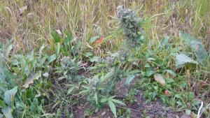 post-8470-0-61580300-1409677887_thumb.jp