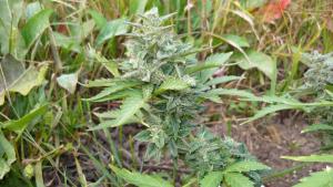 post-8470-0-68967700-1409677902_thumb.jp