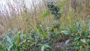 post-8470-0-78431500-1409677907_thumb.jp