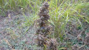 post-8470-0-80351100-1409678276_thumb.jp