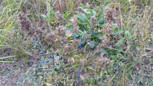 post-8470-0-93579700-1409678259_thumb.jp