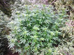 post-13303-0-97277500-1442075668_thumb.j