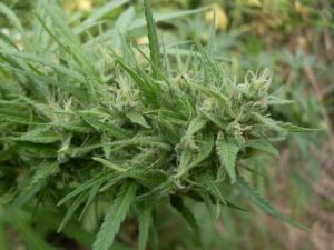 post-18684-0-19964300-1443017632_thumb.j