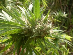 post-18684-0-32439500-1443017516_thumb.j