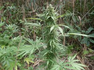 post-18684-0-54464100-1443017570_thumb.j