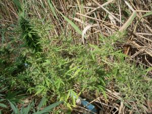 post-18684-0-56694100-1443016945_thumb.j