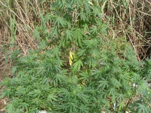 post-18684-0-62904800-1443016941_thumb.j