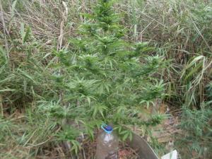 post-18684-0-77105000-1443017435_thumb.j