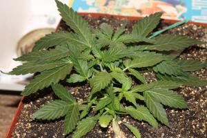 post-19554-0-76870000-1443178372_thumb.j