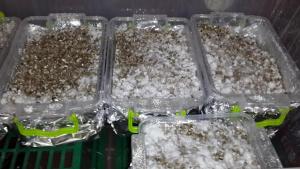 post-30459-0-82480700-1443450309_thumb.j