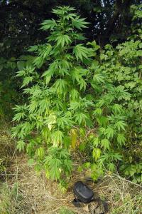 post-33764-0-10835500-1441447322_thumb.j