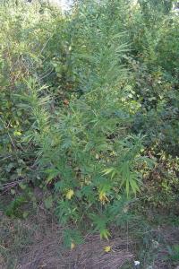 post-33764-0-46227300-1441447572_thumb.j