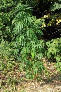 post-33764-0-79941600-1441447111_thumb.j