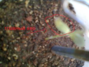 post-46572-0-20020600-1443440153_thumb.j