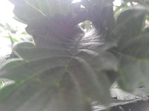 post-47635-0-15913000-1441272974_thumb.j