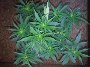 post-47635-0-83895800-1441182934_thumb.j