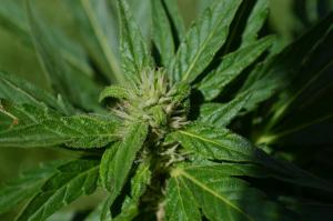 post-48123-0-15797200-1442404631_thumb.j