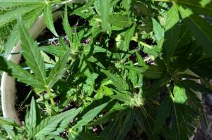 post-48123-0-25087800-1442405312_thumb.j