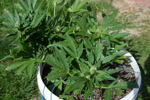 post-48123-0-80477200-1442915184_thumb.j